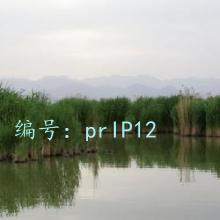 ʼ