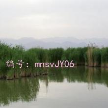 ָ