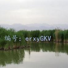ָ
