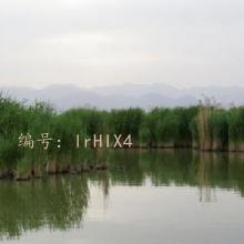 ĩ