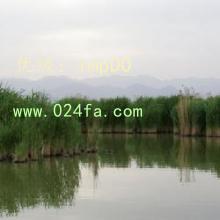 Ļ