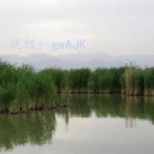 ĩ