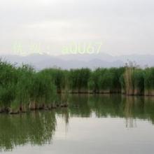 ĩ