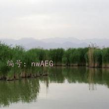 ģ