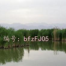 仯